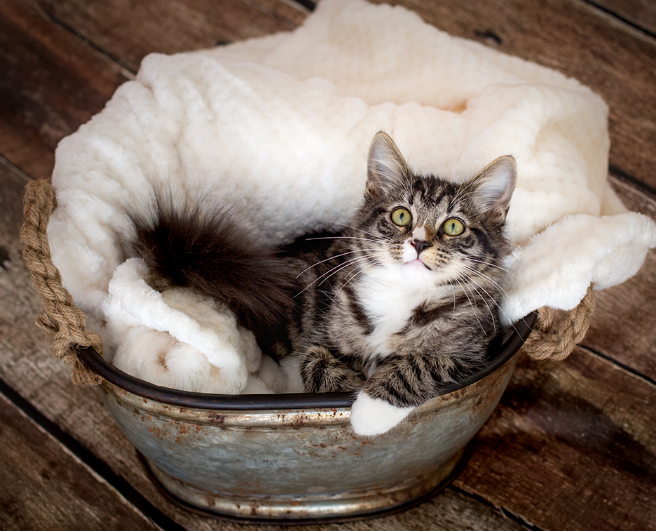 home studio pet photography session