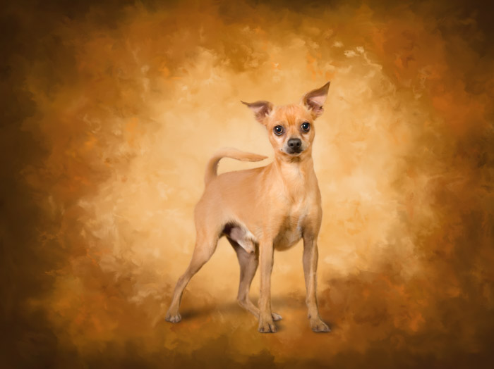 painted pet dog portrait