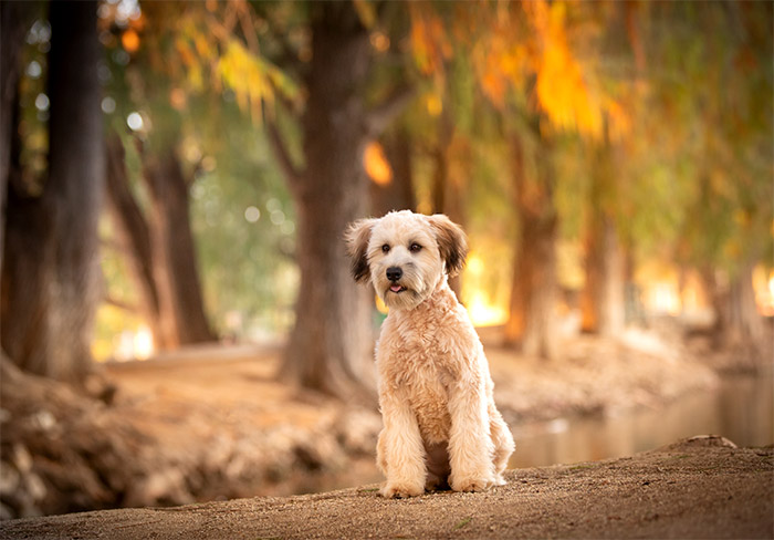 wheaton terrier dog photographer
