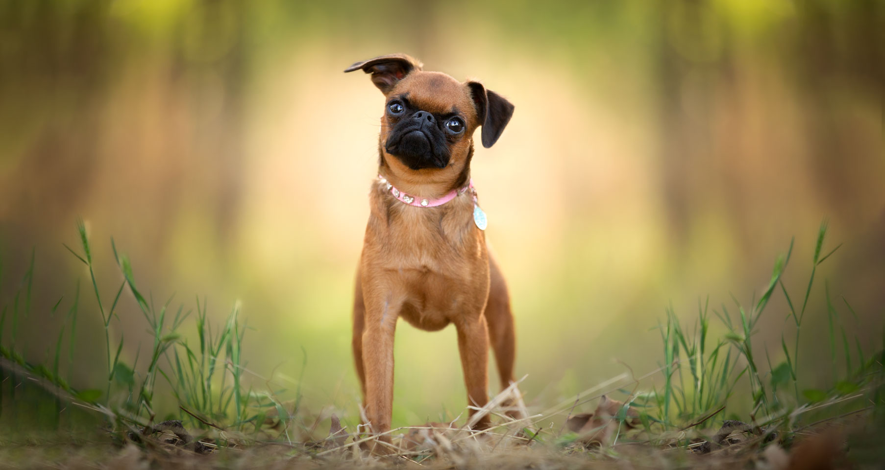 pet photography in riverside ca