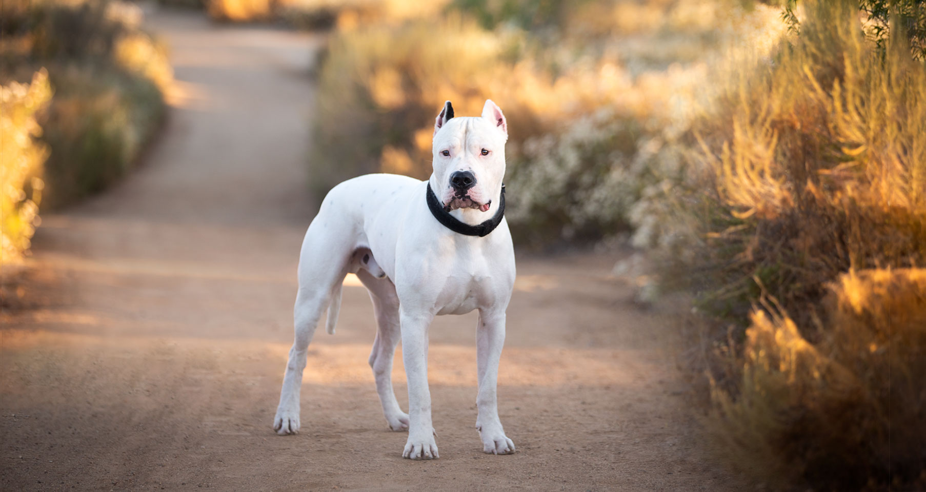 pet photography in temecula valley