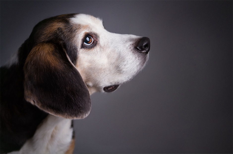 in home studio beagle portrait