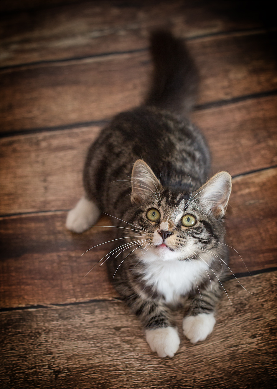 in-home-studio-pet-portraits